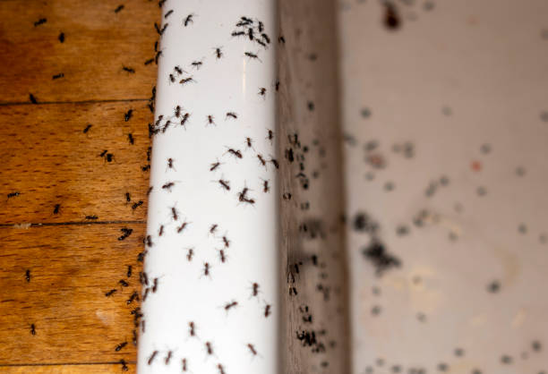 Best Local Pest Control Services  in Guin, AL